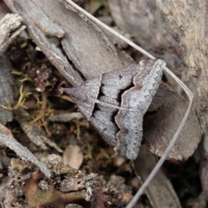 Dichromodes atrosignata at Stromlo, ACT - 28 Oct 2021