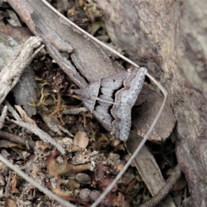 Dichromodes atrosignata at Stromlo, ACT - 28 Oct 2021