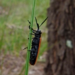 Rhinotia haemoptera (Lycid-mimic belid weevil, Slender Red Weevil) at QPRC LGA - 7 Nov 2021 by Paul4K