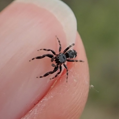 Holoplatys sp. (genus) (Unidentified Holoplatys jumping spider) at Piney Ridge - 28 Oct 2021 by CathB