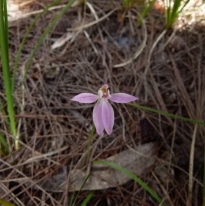 Caladenia carnea (Pink Fingers) at Boro - 7 Nov 2021 by Paul4K