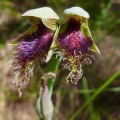 Calochilus platychilus (Purple Beard Orchid) at Boro, NSW - 7 Nov 2021 by Paul4K
