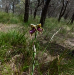 Calochilus platychilus at Boro, NSW - 8 Nov 2021