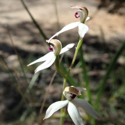 Caladenia cucullata (Lemon Caps) at Molonglo Valley, ACT - 30 Oct 2021 by CathB