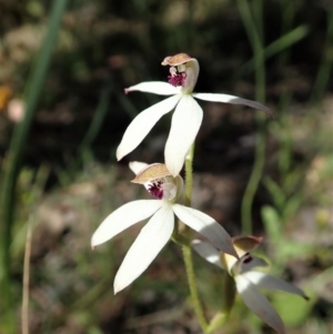 Caladenia cucullata at Molonglo Valley, ACT - 30 Oct 2021