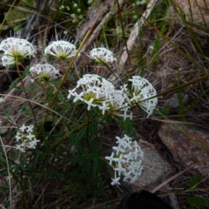 Pimelea linifolia subsp. linifolia at Boro, NSW - 8 Nov 2021