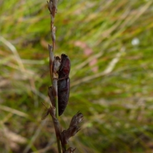 Elateridae sp. (family) at Boro, NSW - suppressed