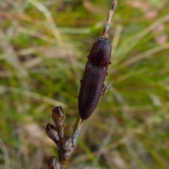 Elateridae sp. (family) at Boro, NSW - suppressed