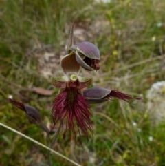 Calochilus paludosus (Strap Beard Orchid) at Boro, NSW - 7 Nov 2021 by Paul4K