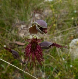 Calochilus paludosus at Boro, NSW - 8 Nov 2021