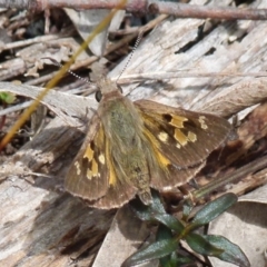 Trapezites phigalia (Heath Ochre) at Boro, NSW - 8 Nov 2021 by Paul4K
