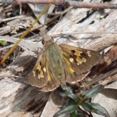 Trapezites phigalia (Heath Ochre) at QPRC LGA - 7 Nov 2021 by Paul4K