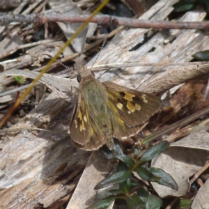 Trapezites phigalia at Boro, NSW - 8 Nov 2021