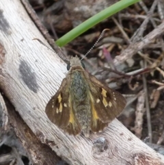 Trapezites phigalia at Boro, NSW - 8 Nov 2021