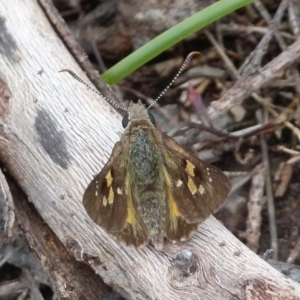 Trapezites phigalia at Boro, NSW - 8 Nov 2021