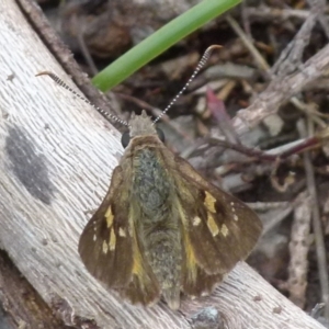 Trapezites phigalia at Boro, NSW - 8 Nov 2021