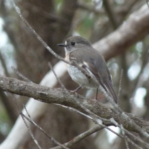 Petroica boodang at Boro, NSW - suppressed