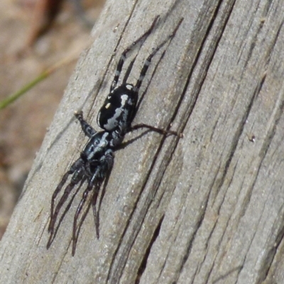 Nyssus coloripes (Spotted Ground Swift Spider) at QPRC LGA - 8 Nov 2021 by Paul4K