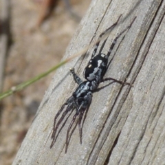 Nyssus coloripes at Boro, NSW - suppressed