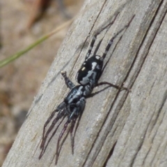 Nyssus coloripes at Boro, NSW - suppressed