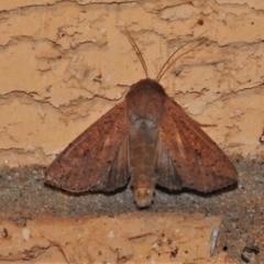 Cirphis (genus) (A Noctuid moth ( Subf.Hadeninae)) at Wanniassa, ACT - 10 Nov 2021 by JohnBundock