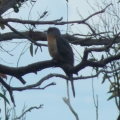Cacomantis flabelliformis (Fan-tailed Cuckoo) at Boro, NSW - 8 Nov 2021 by Paul4K