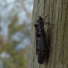 Oecophoridae (family) (Unidentified Oecophorid concealer moth) at QPRC LGA - 8 Nov 2021 by Paul4K