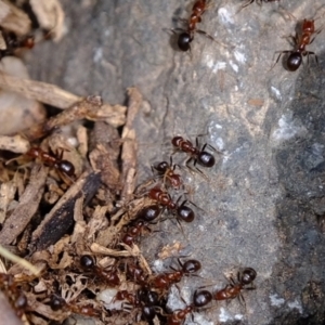 Papyrius nitidus at Coree, ACT - suppressed