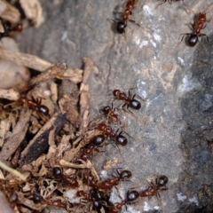 Papyrius nitidus (Shining Coconut Ant) at Woodstock Nature Reserve - 10 Nov 2021 by Kurt