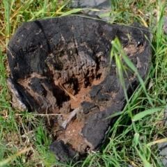 Papyrius nitidus at Coree, ACT - suppressed