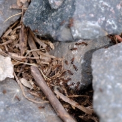 Papyrius nitidus at Coree, ACT - suppressed