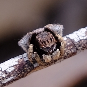 Maratus vespertilio at Coree, ACT - 11 Nov 2021