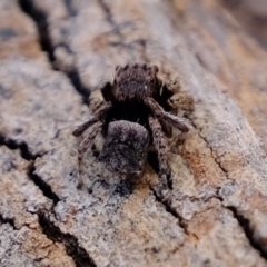 Maratus vespertilio at Coree, ACT - 11 Nov 2021