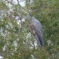 Callocephalon fimbriatum (Gang-gang Cockatoo) at Boro, NSW - 9 Nov 2021 by Paul4K