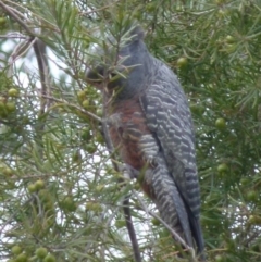 Callocephalon fimbriatum at Boro, NSW - 9 Nov 2021