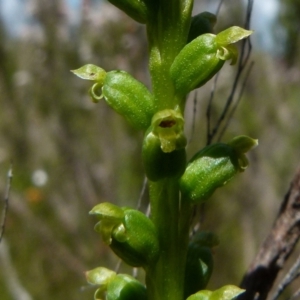 Microtis parviflora at Boro, NSW - 9 Nov 2021