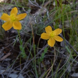 Hypericum gramineum at Boro, NSW - suppressed