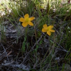 Hypericum gramineum at Boro, NSW - suppressed