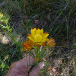 Xerochrysum viscosum at Boro, NSW - suppressed