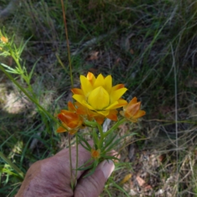 Xerochrysum viscosum (Sticky Everlasting) at Boro, NSW - 9 Nov 2021 by Paul4K