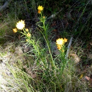 Xerochrysum viscosum at Boro, NSW - suppressed