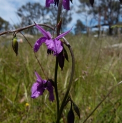Arthropodium fimbriatum (Nodding Chocolate Lily) at Boro, NSW - 8 Nov 2021 by Paul4K