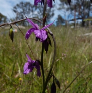 Arthropodium fimbriatum at Boro, NSW - 9 Nov 2021