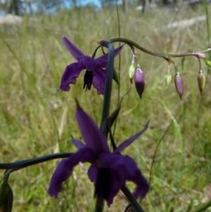 Arthropodium fimbriatum at Boro, NSW - 9 Nov 2021