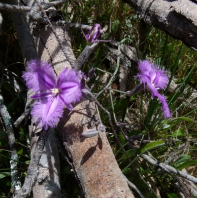 Thysanotus juncifolius (Branching Fringe Lily) at Boro - 9 Nov 2021 by Paul4K