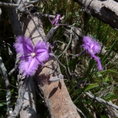 Thysanotus juncifolius (Branching Fringe Lily) at Boro, NSW - 9 Nov 2021 by Paul4K