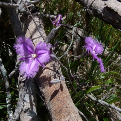 Thysanotus juncifolius (Branching Fringe Lily) at Boro, NSW - 9 Nov 2021 by Paul4K