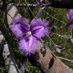 Thysanotus juncifolius at Boro, NSW - 9 Nov 2021