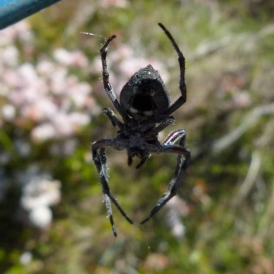 Socca pustulosa (Knobbled Orbweaver) at QPRC LGA - 9 Nov 2021 by Paul4K