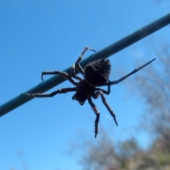 Socca pustulosa at Boro, NSW - 9 Nov 2021